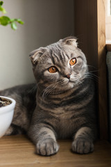 Gray cat. Scottish fold cat
