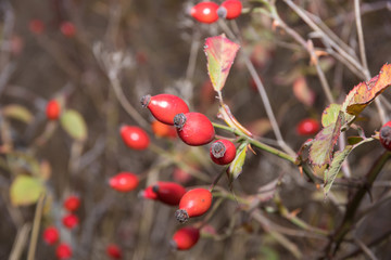 red berries of a dogrose on branches of a bush with prickles
