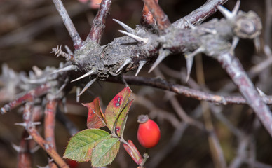 red berries of a dogrose on branches of a bush with prickles