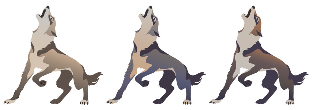 wolf howls, color vector illustration for your design.