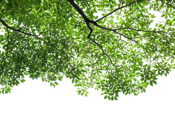 Green tree leaves and branches isolated on white background