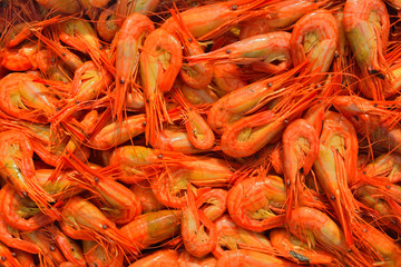 Shrimps 3