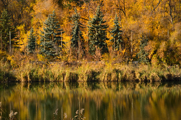 autumn in the forest