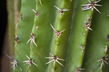 Cactus texture background