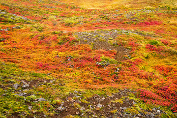 Autumn color in Iceland view from coast of the Northwest of Iceland
