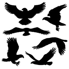 Eagle or hawk silhouettes with broad wings - obrazy, fototapety, plakaty