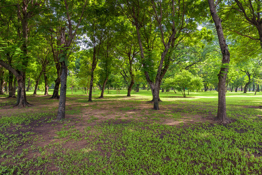 Beautiful landscape in park with green grass field  at morning light