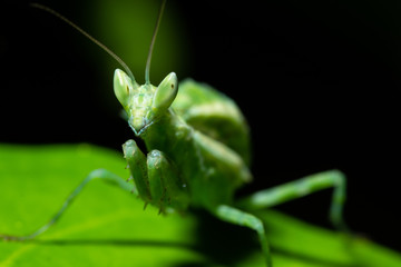 Green Mantis Macro