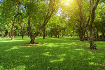 Beautiful landscape in park with green grass field  at morning light