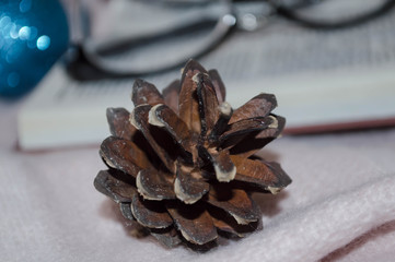 pine cone close up 