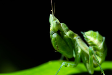 Green Mantis Macro