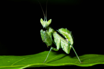 Green Mantis Macro