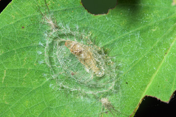 Macro worm in nature on leaf