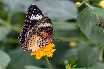 Papillon Cethosia biblis sur une fleur