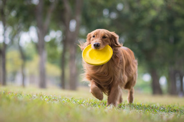 Golden Retriever playing Frisbee in the meadow - obrazy, fototapety, plakaty