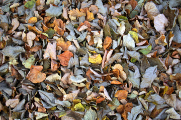 fallen leaves