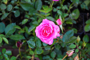 Pink Rose Background