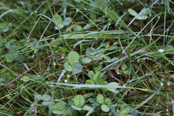 dew on the grass