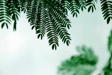 Green leaves plant background
