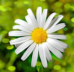 Fototapeta premium daisy flower close up
