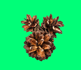 brown fir cone on a green background on New Year's Eve
