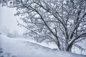 Albero e neve in paesaggio invernale collinare