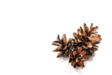 brown fir cone on a white background on New Year's Eve