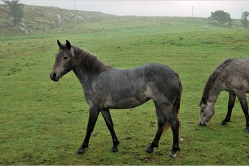 Horses grazing in Connemara
