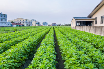 Sesame field and beautiful flowers in Xigang, Tainan, Taiwan, aerial view, top view