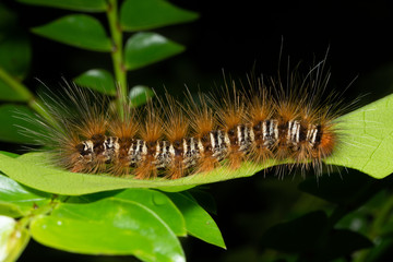 Macro worm in nature on leaf