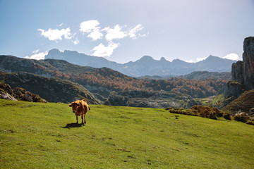 Fototapeta na wymiar Cow on the grass in the mountains on a sunny day