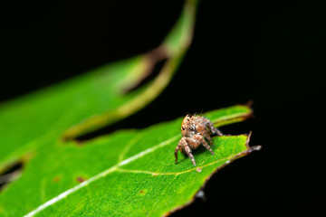 Macro spider in nature