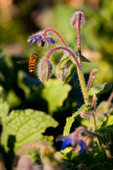 Bee Flying to Borage Flower