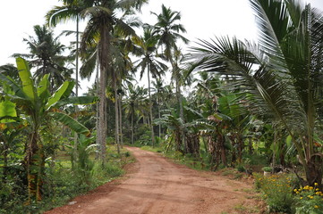 Fototapeta na wymiar unbefestigte Straße durch Dschungel mit Palmen