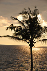 tropischer Sonnenuntergang am Straand mit Palme