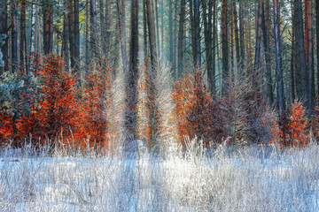 zima w lasach Warmii