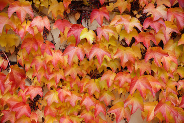 Floral texture with red grape leaves 01