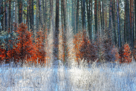 Obraz zima w lasach Warmii