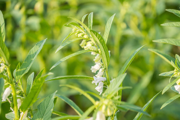 Sesame field and beautiful flowers in Xigang, Tainan, Taiwan, close up, macro