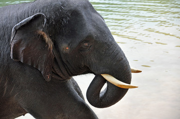 Elefant Portrait