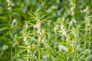 Sesame field and beautiful flowers in Xigang, Tainan, Taiwan, close up, macro