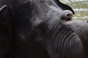 Elefant Portrait