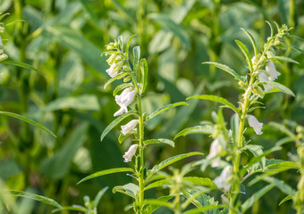Sesame field and beautiful flowers in Xigang, Tainan, Taiwan, close up, macro