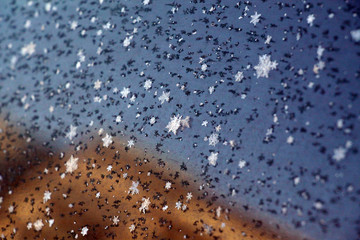 snowflakes on glass