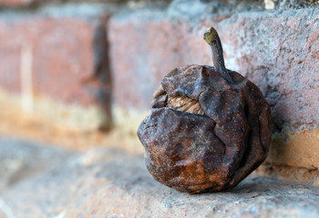 Walnut fell from a tree.