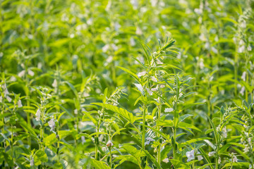 Sesame field and beautiful flowers in Xigang, Tainan, Taiwan, close up, macro