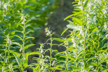 Sesame field and beautiful flowers in Xigang, Tainan, Taiwan, close up, macro