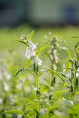Sesame field and beautiful flowers in Xigang, Tainan, Taiwan, close up, macro