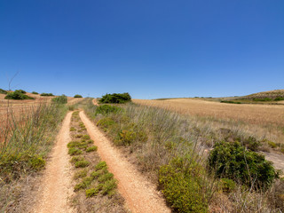 Portuguese road in the field