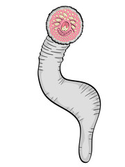 isolated object on white background. Animal lamprey, underwater fish, worm. Vector